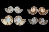 Lot: - / Cut Ammonite Pairs (Grade B/C) - Pairs #81276-1
